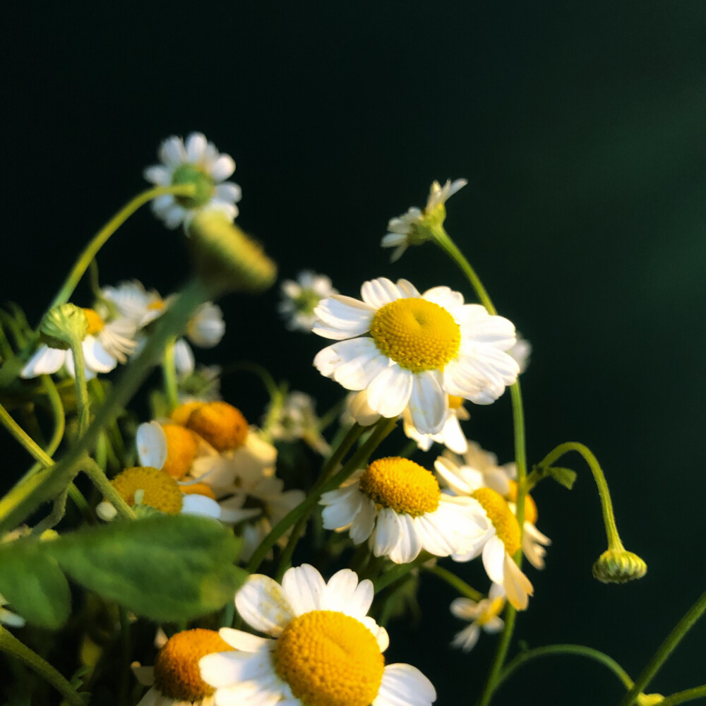 雏菊