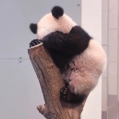 表情包 熊猫 可爱