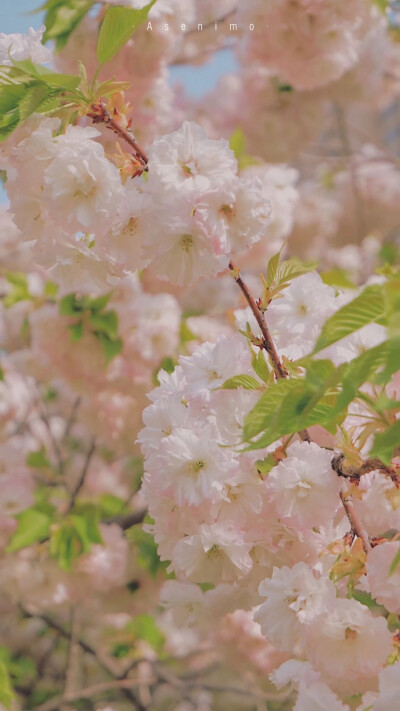 樱花壁纸