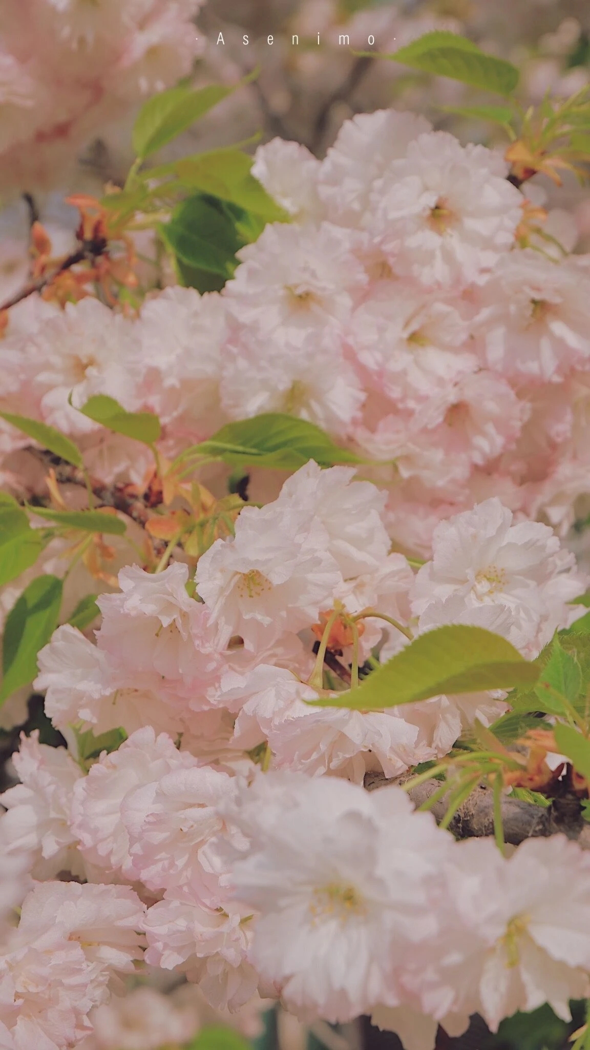 樱花壁纸