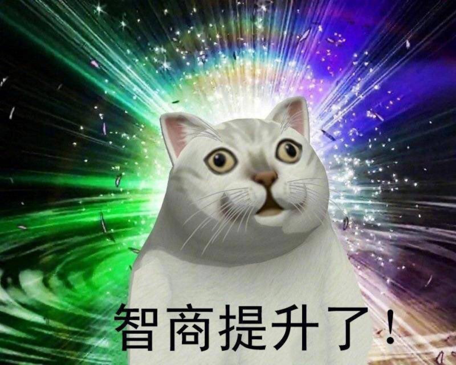 憨憨猫表情包