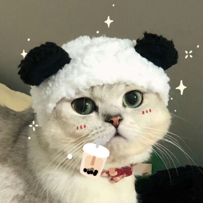 猫咪可爱头像2018