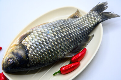 鲫鱼 生物 水生生物 水产品 海产品 鱼类 海鲜 狗杠鱼 推浪鱼 沙逛鱼