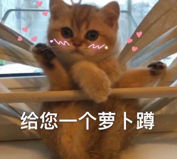 猫咪表情包可爱