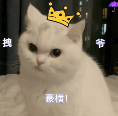 卡通画猫