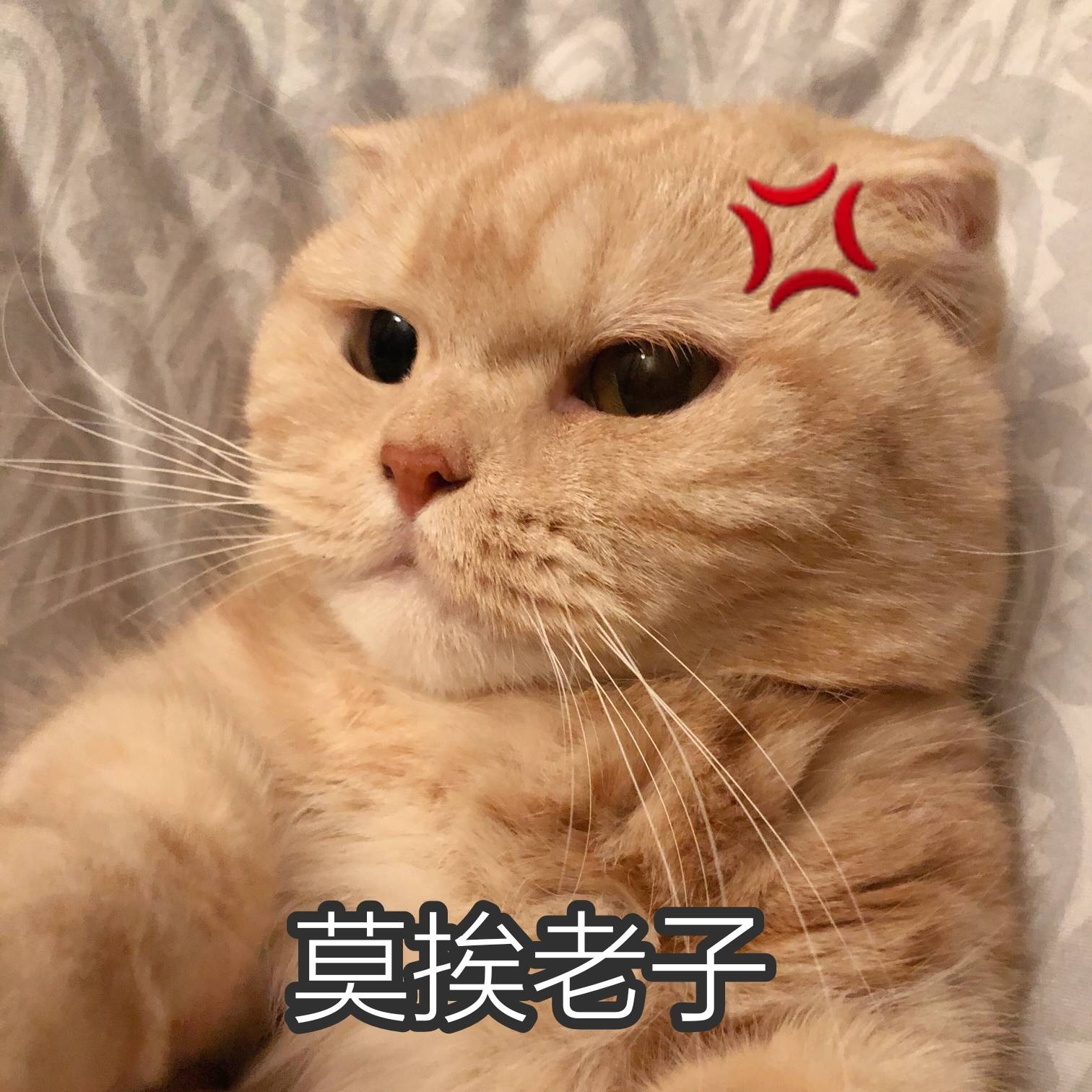 小猫咪表情包. cr.橘猫沙梨shally