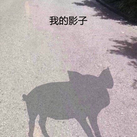 我的影子 长得跟猪一样