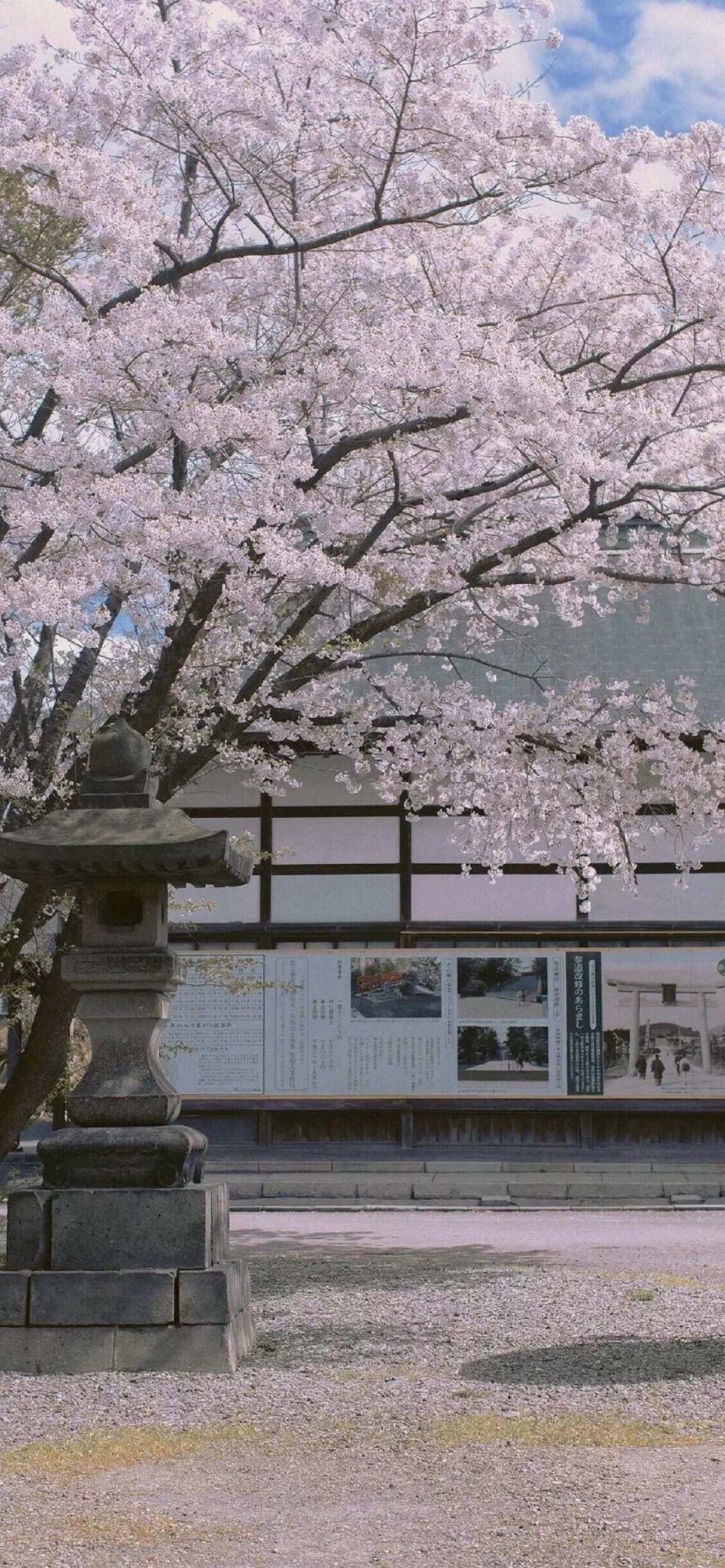 唯美樱花壁纸风景图哦