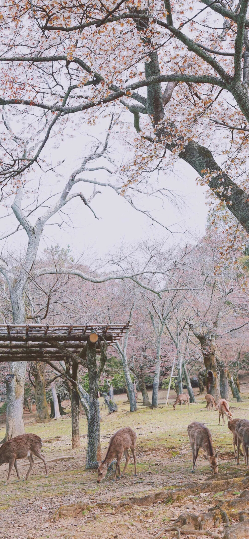 唯美樱花壁纸风景图哦～让你在这个春天c位出道!