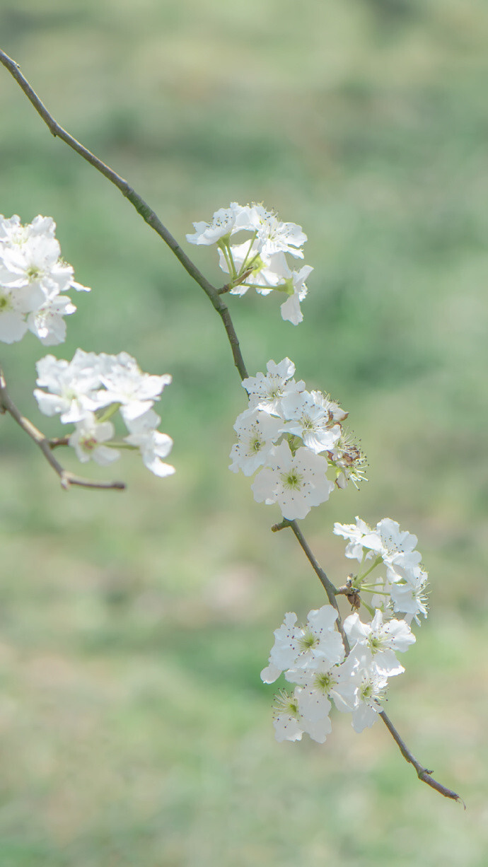 背景图 高清 无印 手机 简约 清新 电脑 锁屏 梨花 )