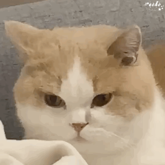 鸡腿表情包