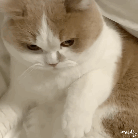 鸡腿表情包