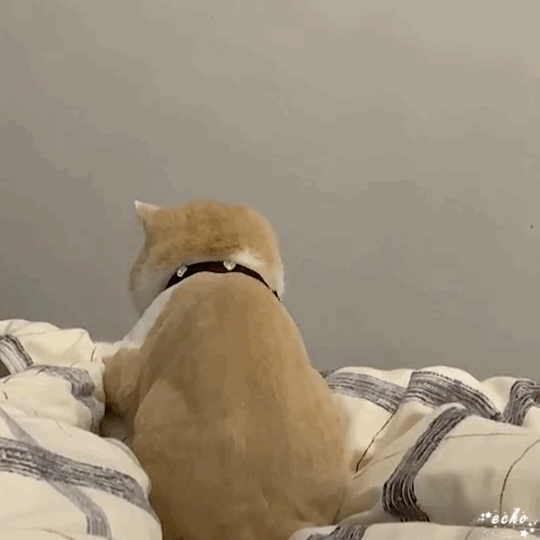 鸡腿表情包