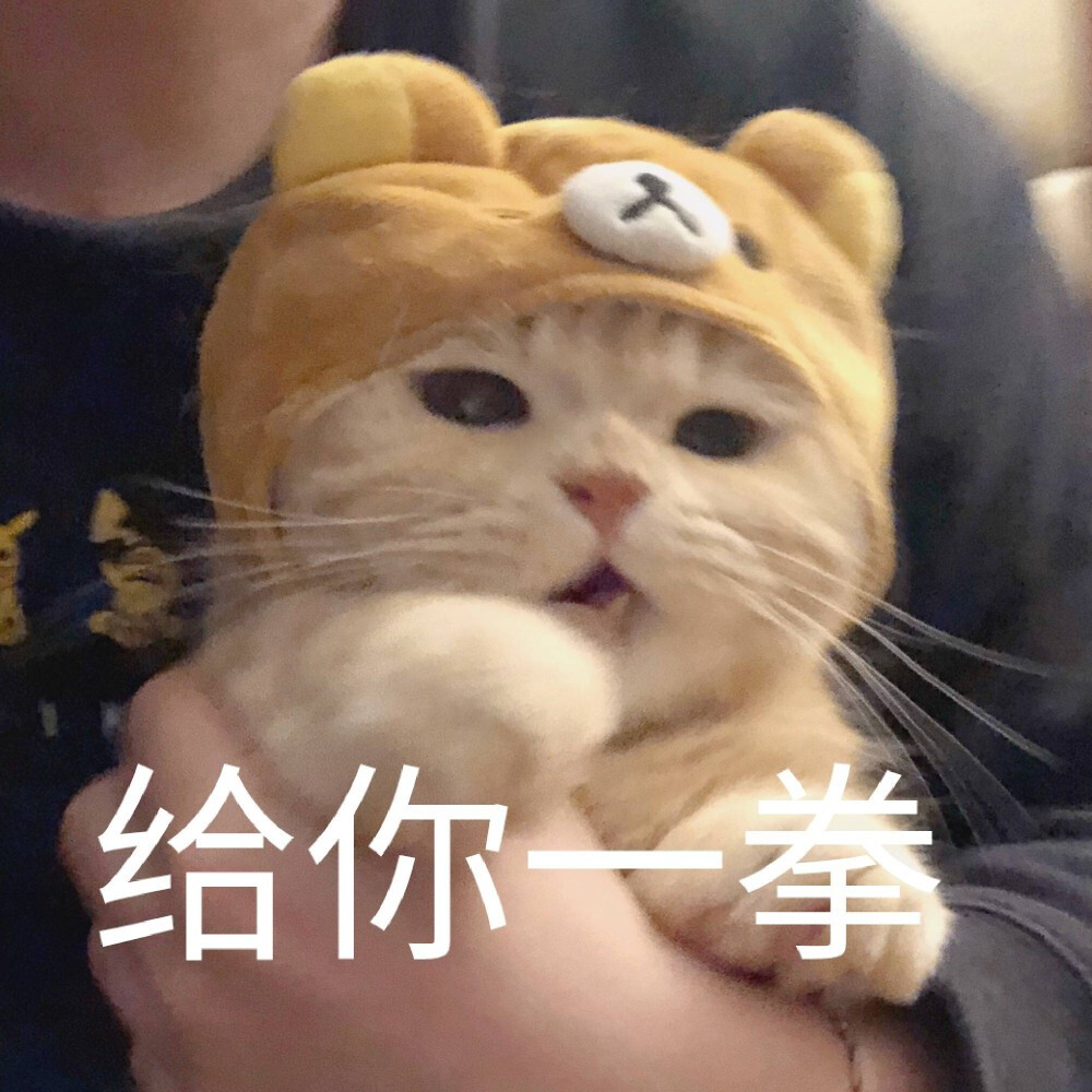 猫猫头