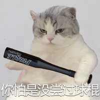 猫猫头