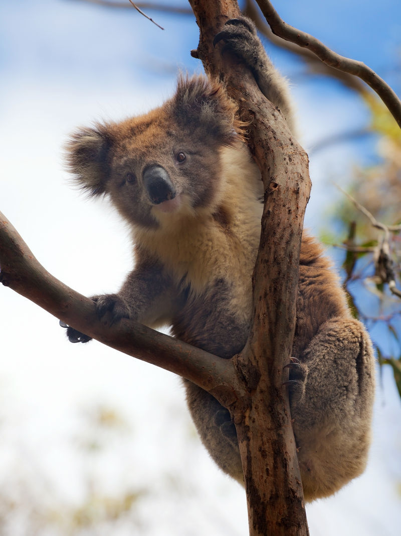 html 树袋熊,新加坡和台湾叫无尾熊,香港叫树熊,音译考拉(koala,是