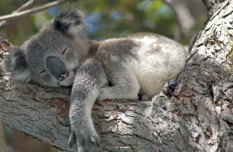 香港叫树熊,音译考拉(koala),是澳大利亚的特有种有袋类动物