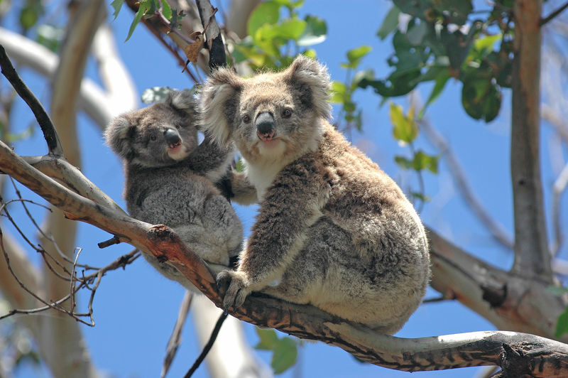 html 树袋熊,新加坡和台湾叫无尾熊,香港叫树熊,音译考拉(koala),是