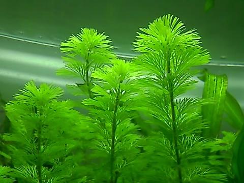水生植物(金鱼藻 堆糖,美图壁纸兴趣社区