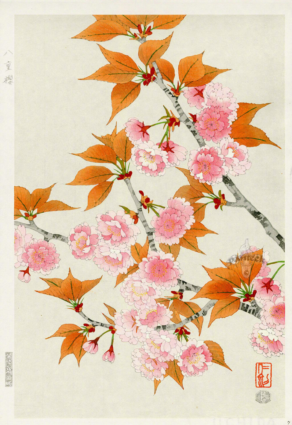 艺术家 shodo kawarazaki 笔下的花卉图鉴
