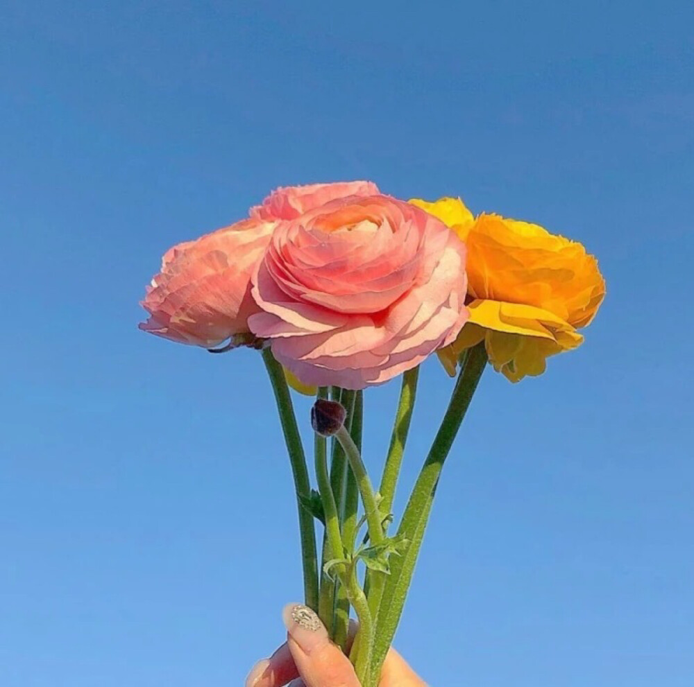 一束花 