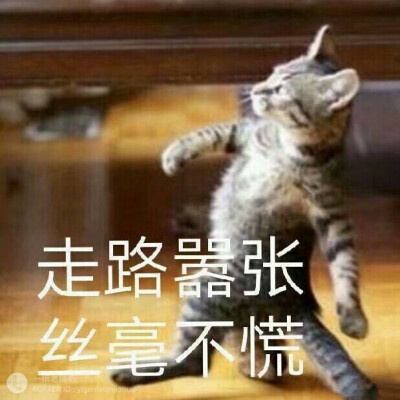 猫咪沙雕表情包