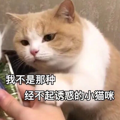 拒绝恋爱表情包