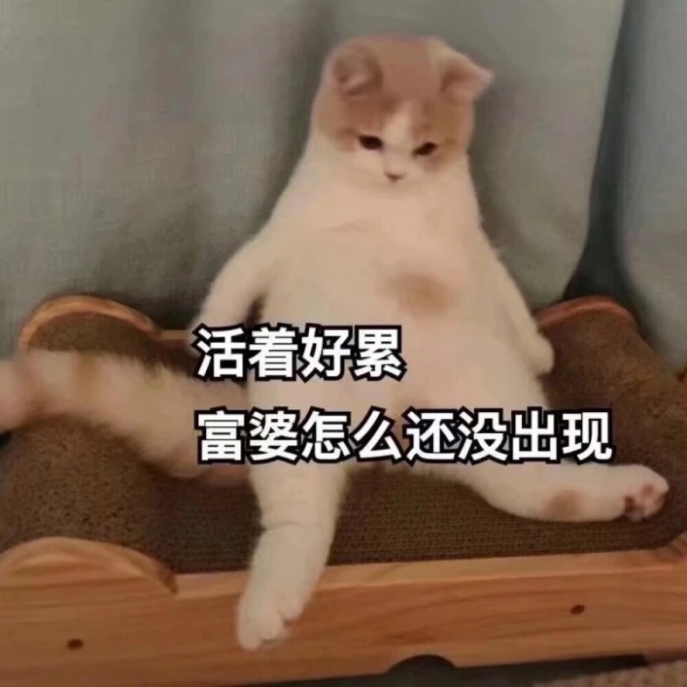 搞笑表情包 - 堆糖,美图壁纸兴趣社区