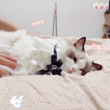 猫咪 猫猫表情包