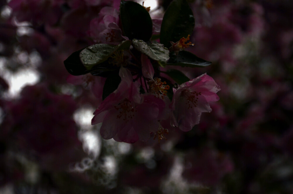雨中花色