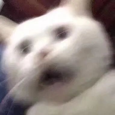 带着团头猫咪沙雕走来了