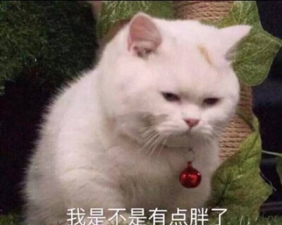 胖猫:我是不是有点胖了