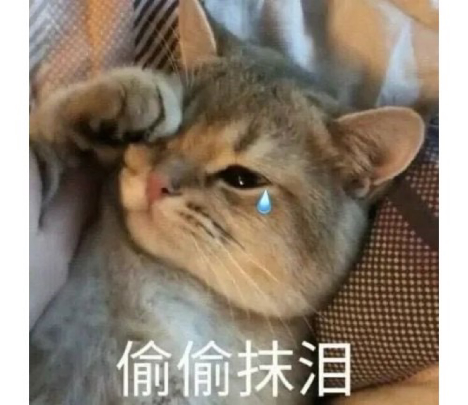 猫猫表情包 高清图片堆糖美图壁纸兴趣社区