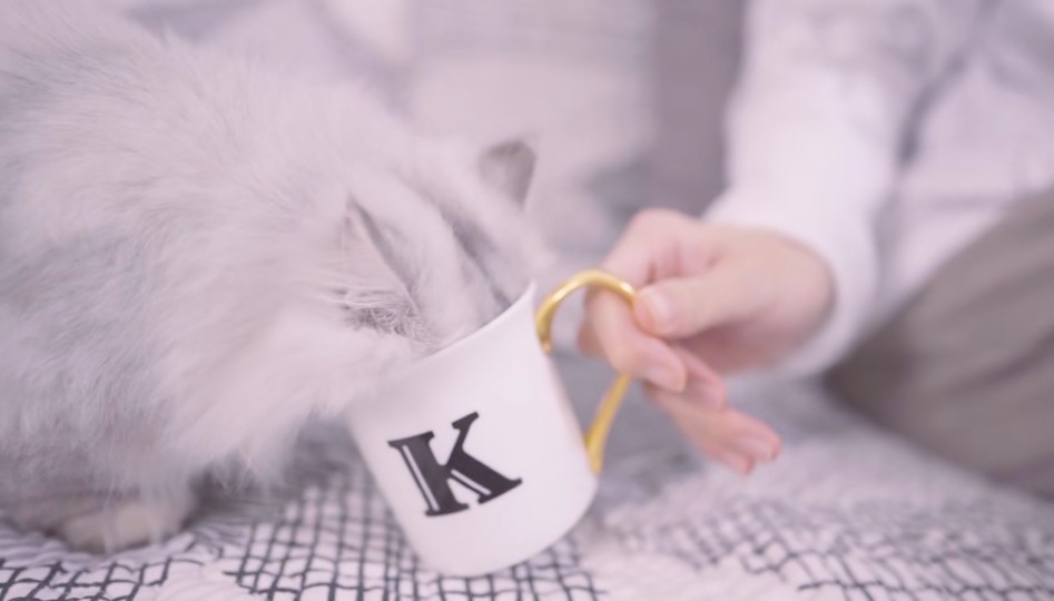 【帮帮和粿粿】【kb呆又呆】可爱小猫咪ww