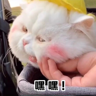 这只猫猫真的是超爱了哈哈哈哈哈猫猫表情包