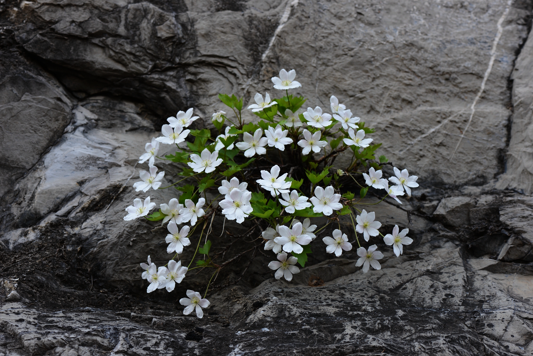 崖壁上的岩花.槭叶铁线莲(学名:clematis acerifolia maxim.