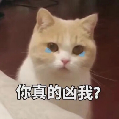 猫猫表情包 不敢置信 流泪 你真的凶我?