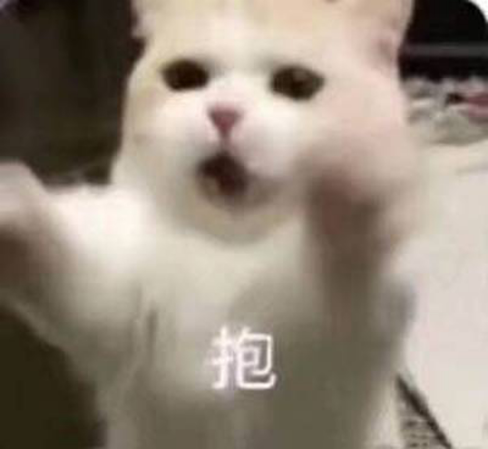 猫猫表情包伸手要抱抱