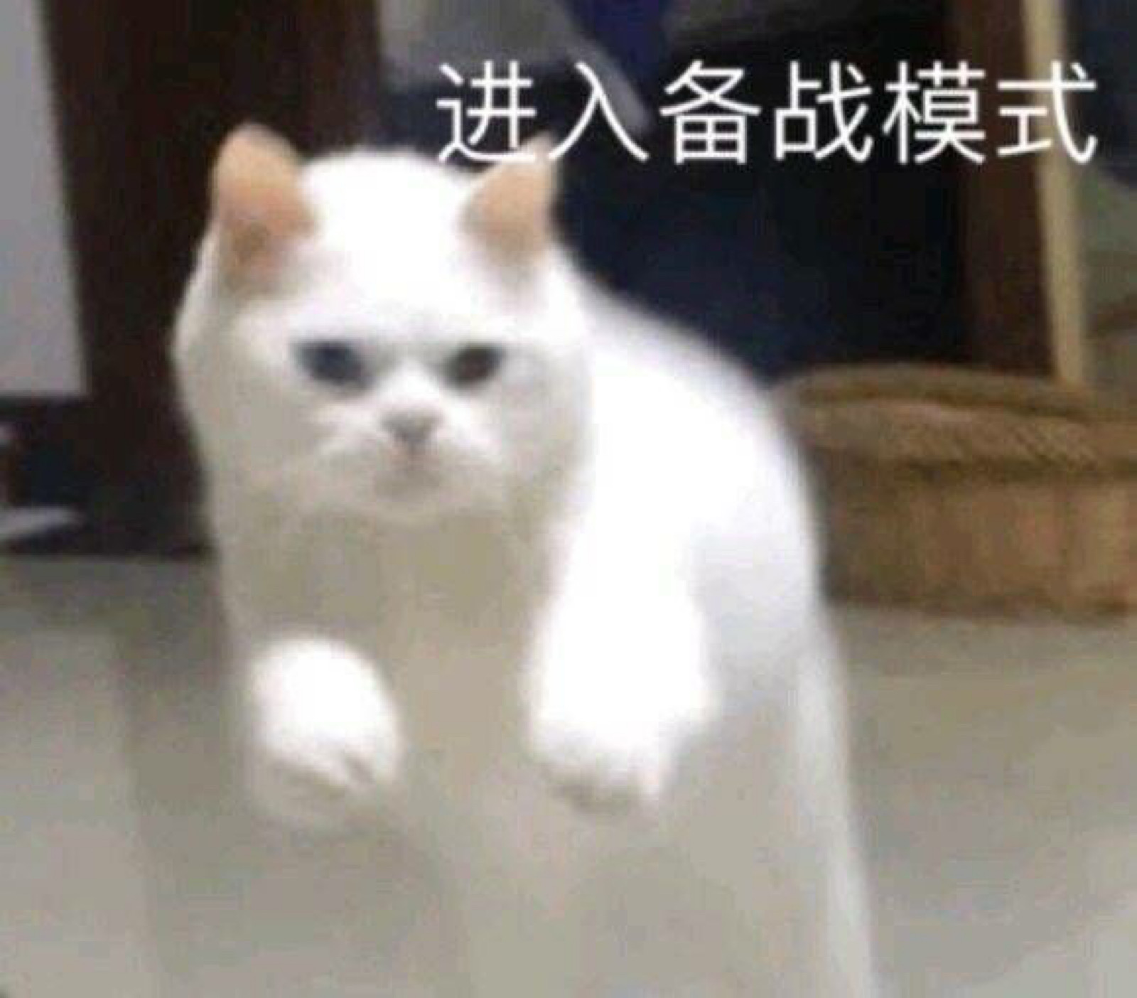 猫咪表情包,卖萌沙雕两不误,持续更新中