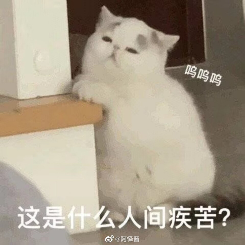 猫猫表情包 这是什么人间疾苦