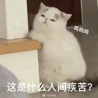 表情包可怜卖萌