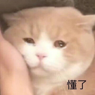 表情包可怜卖萌