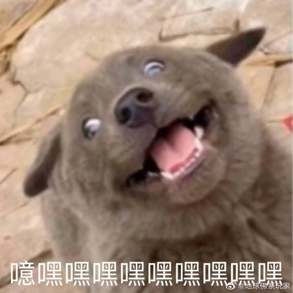 狗狗表情包噫嘿嘿嘿嘿嘿嘿嘿嘿嘿