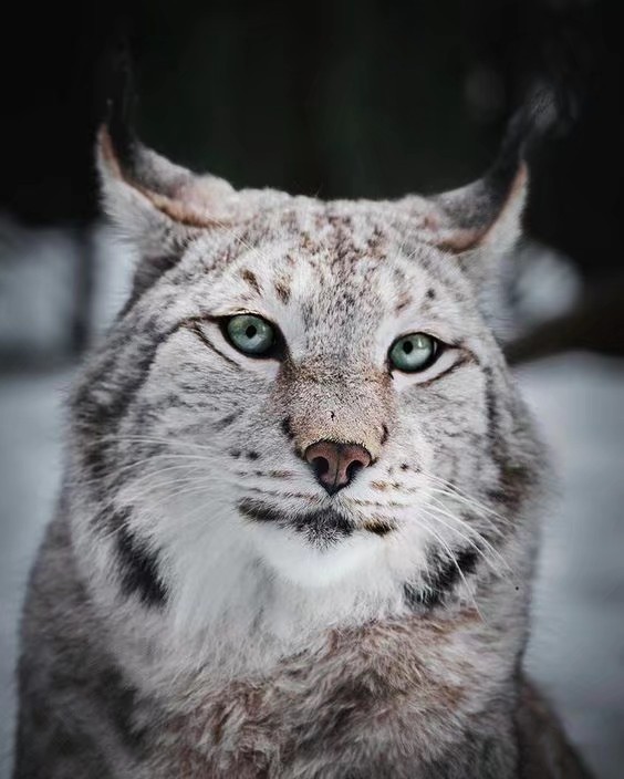 加拿大猞猁