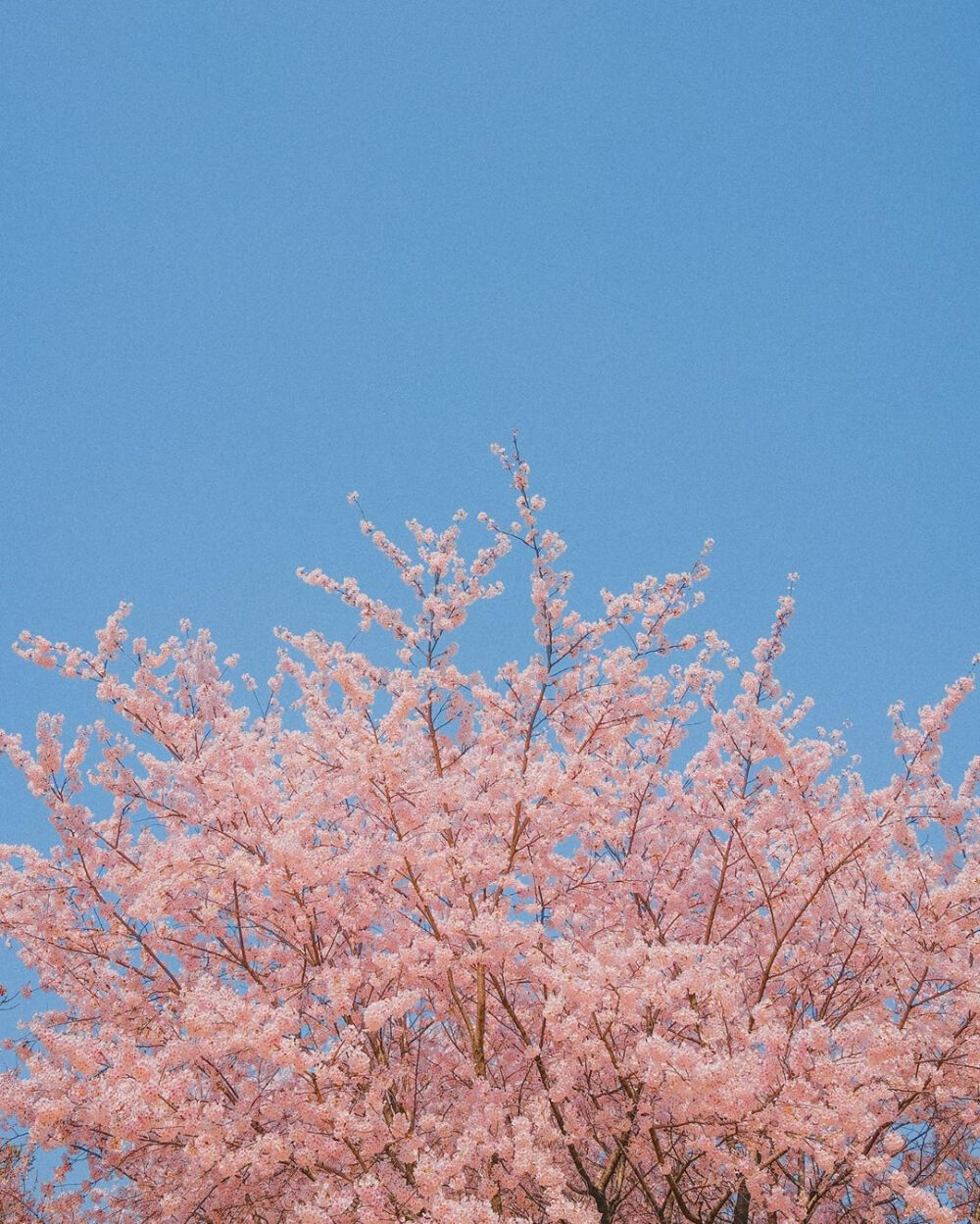 "我在春日里等你 樱花盛开 风和日丽"