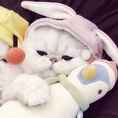 可爱猫咪情侣头像