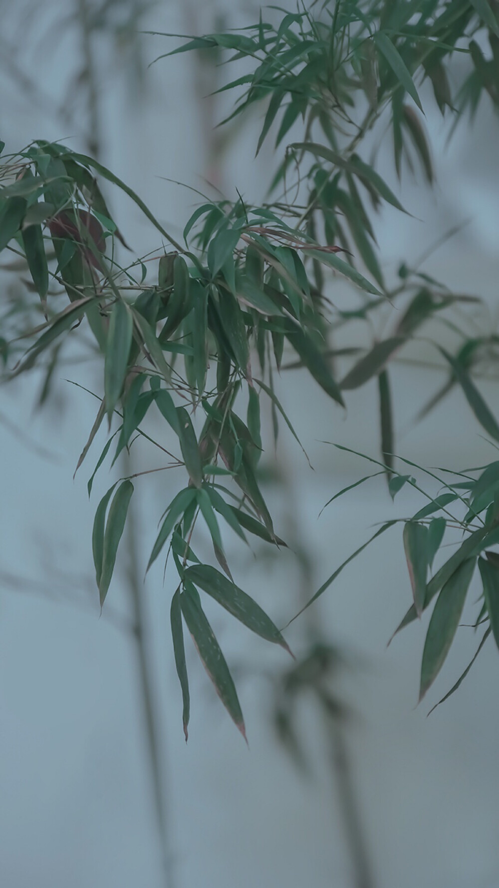 绿竹半含箨,新梢才出墙.雨洗娟娟净,风吹细细香.