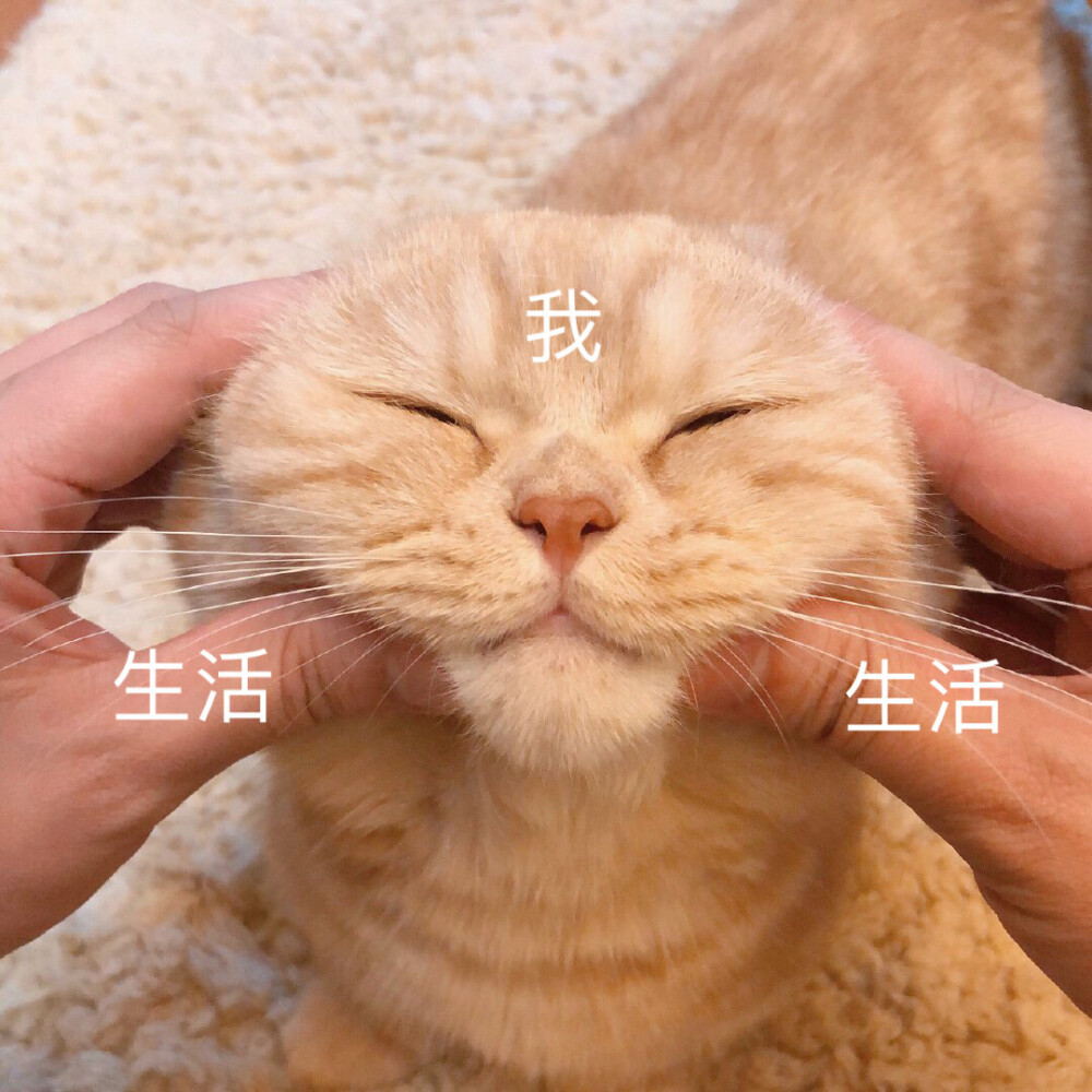 可爱猫咪表情包橘猫沙梨sally