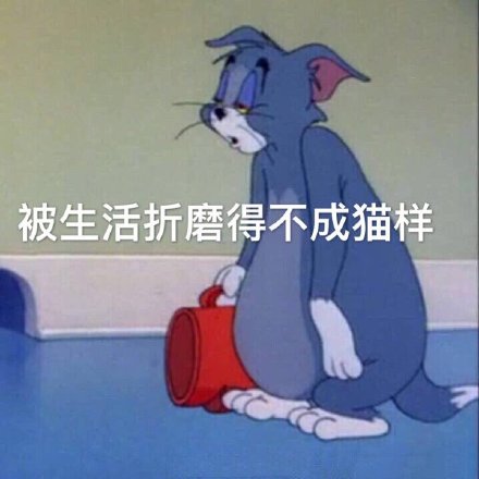 被生活折磨得不成猫样(猫和老鼠汤姆猫)