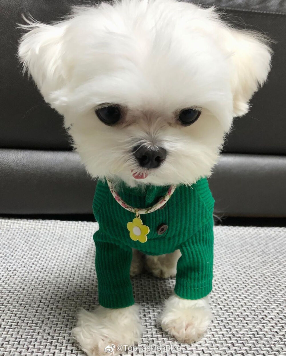 可爱萌宠头像狗狗头像#马尔济斯犬(˙▽˙)